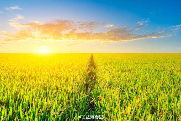 ����ͳ�ƾְ䲼2025��ȫ����ʳ��������